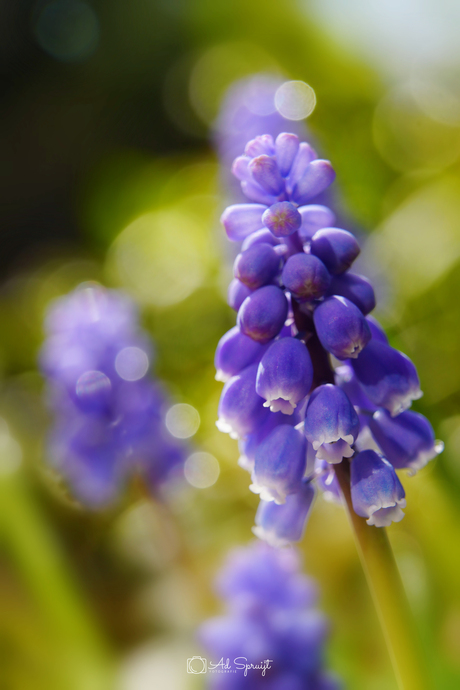 De Lente ontwaakt