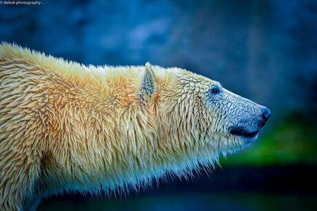 Vandaag is het   internationale dag van de ijsbeer ..