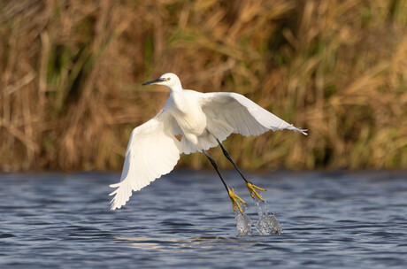 Uit het water stijgende Kleine Zilverreiger 