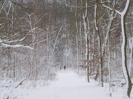 Sneeuw in het Kralingse Bos