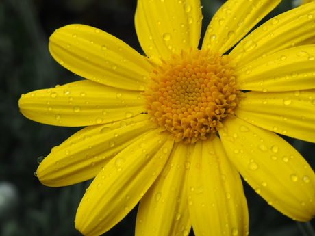 Dancing in the rain