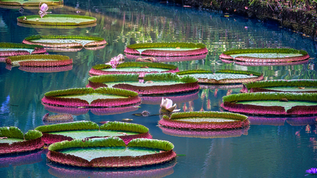 Tropische reuzenwaterlelies in Azië.