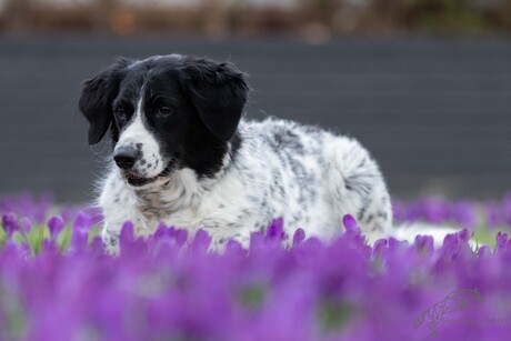 Toontje in de bloemen