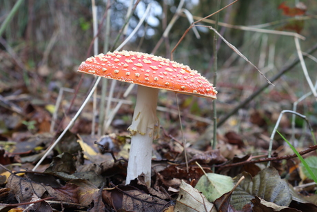 Kabouter Spillebeen is zoek