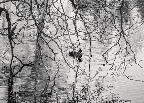 Contrasten in de Natuur