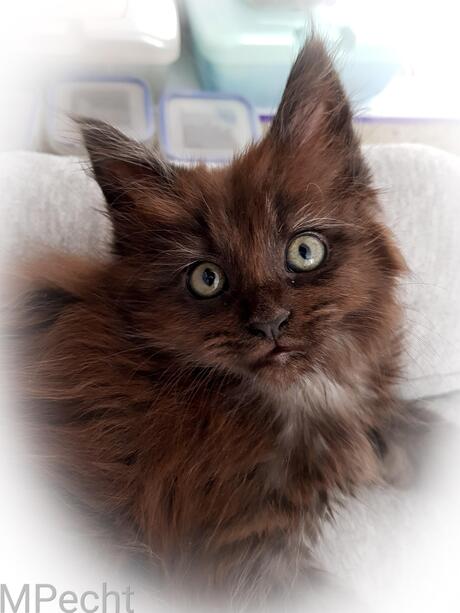 Pebbles van ChaGIDAbuba Cattery 