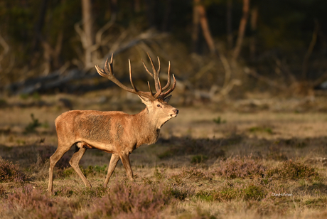 Edelhert in het licht van de ondergaande zon 