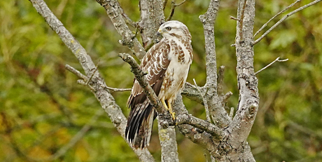 blonde buizerd