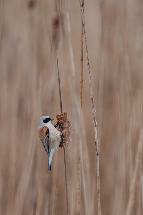 Buidelmees in het riet