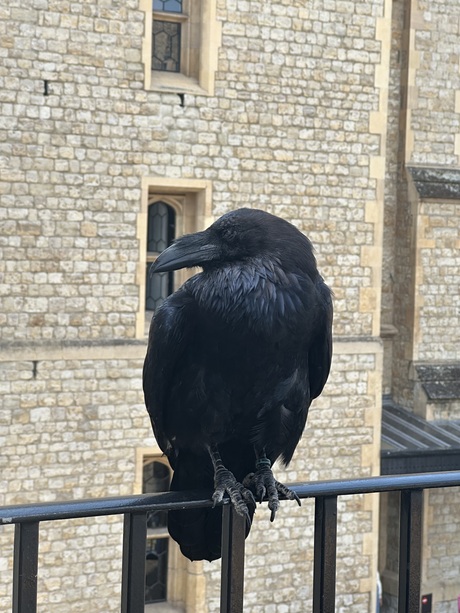 Corvus Corax die zich bevindt in de tower of London