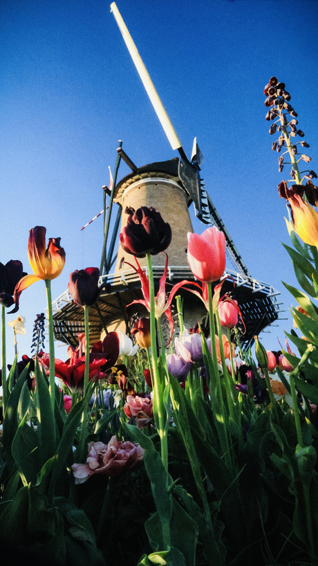 de molen 