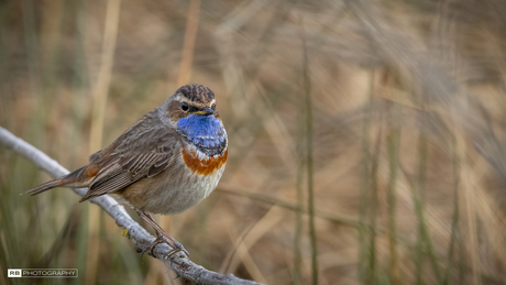 Prachtige Blauwborst