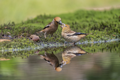 Double feeding