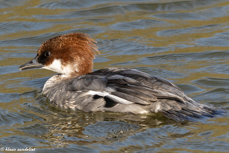Grote Zaagbek - 0934