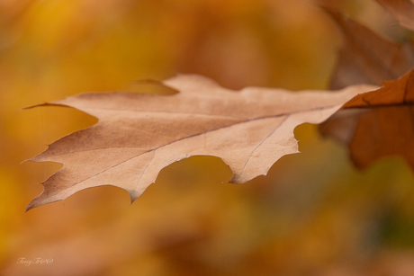 herfstblad...