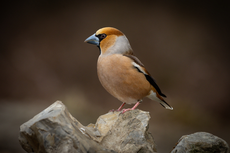 Appelvink