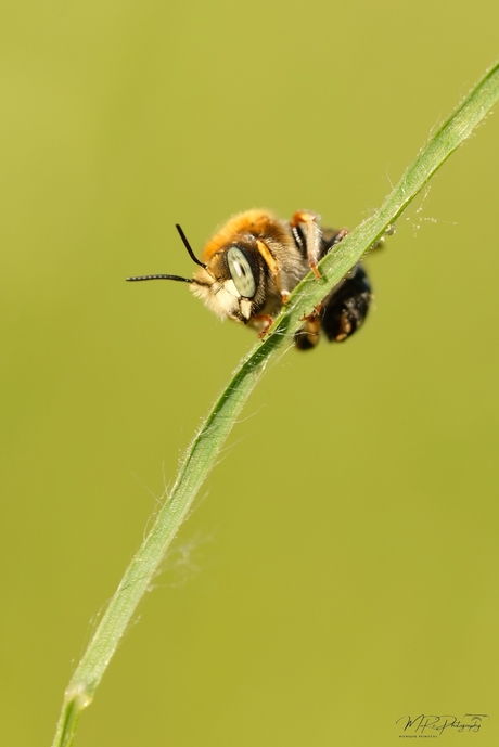 Kleine wolbij (zeldzaam)