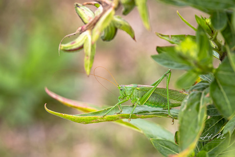 De Grote Groene Sabelsprinkhaan
