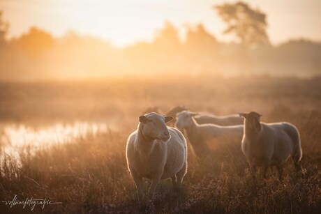 Schaap in het gouden licht