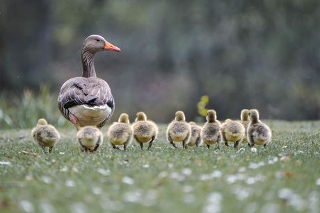 Familie gans