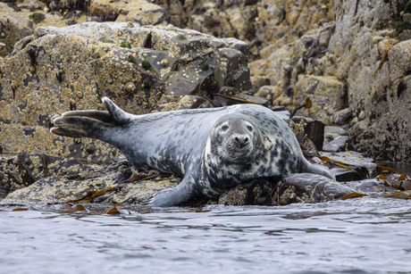 Grijze Zeehond