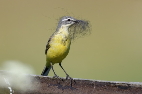 Nestbouw