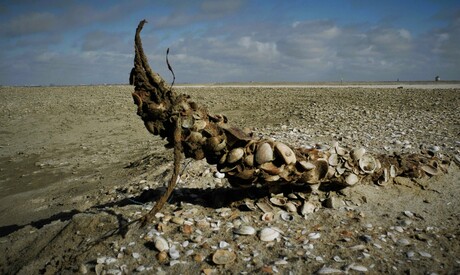 Monsters op het strand