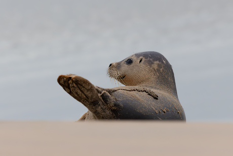 Gewone zeehond op het strand