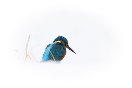 Ijsvogel in de sneeuw