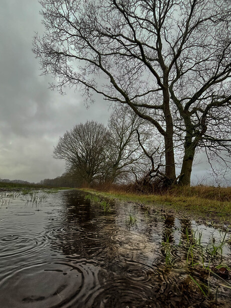 Nieuwjaarswandeling