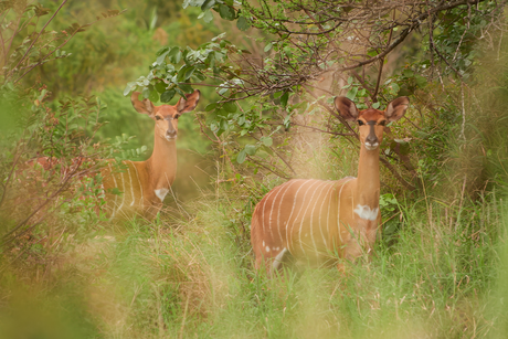 Nyala (female).