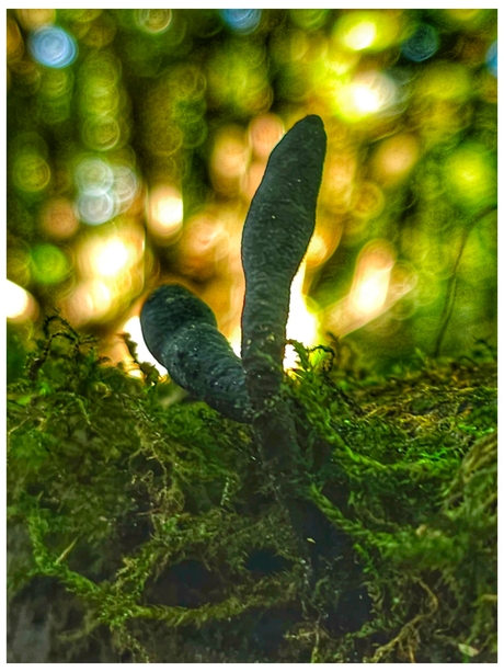 Xylaria longipes 