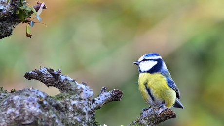 Pimpelmees in mijn tuin