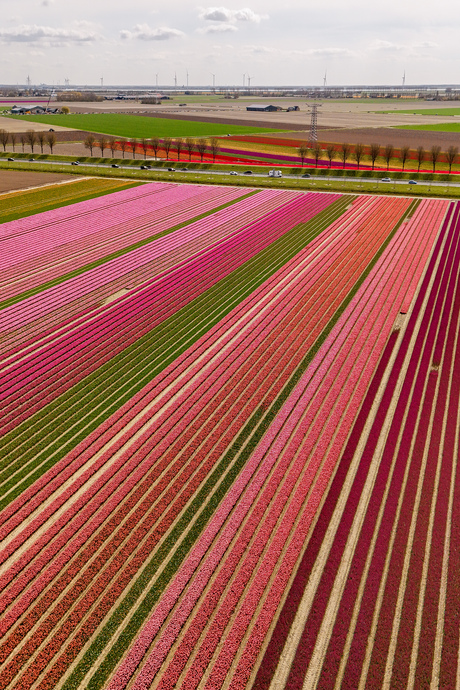 Tulpen velden 