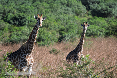 Zuid Africa, Ithala Game Reserve
