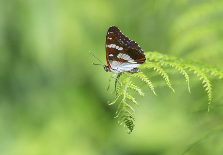 Blauwe ijsvogelvlinder