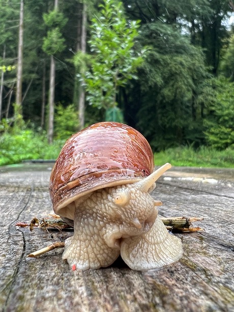 De grote wijngaardslak. 