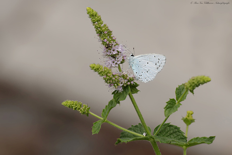  Halverwege naar de top    ( Boomblauwtje )