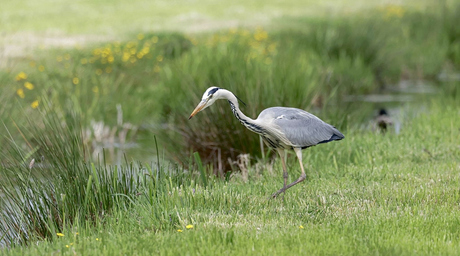Blauwe Reiger