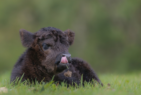 Schots hooglander kalf
