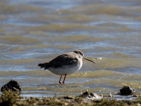 Zwarte Ruiter-Spotted Redshank (Tringa erythropus)