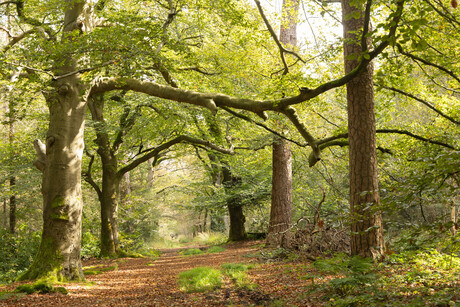 Herfst in het bos.