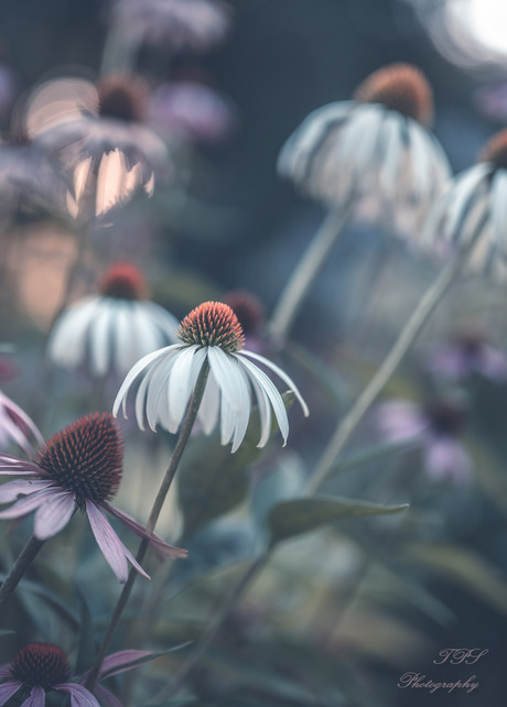 Echinacea