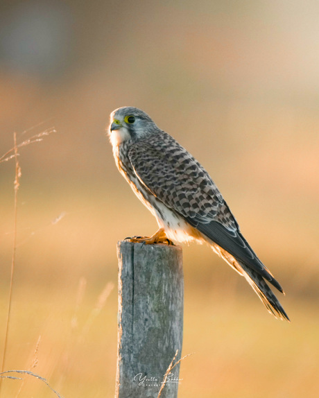  Torenvalk tijdens zonsondergang 