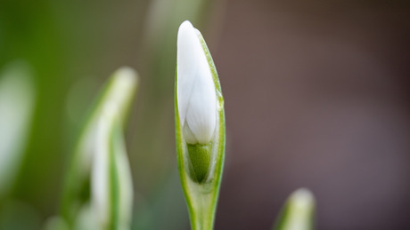Sneeuwklokje