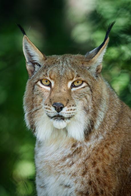 Lynx