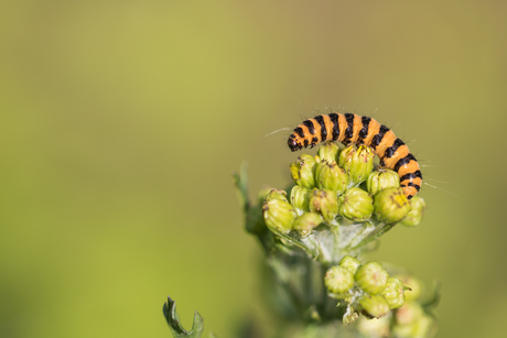 rups st. jacobsvlinder