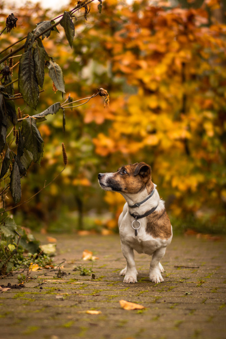 Jack Russel