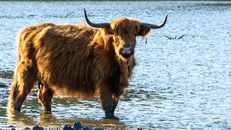 "Bò Ghàidhealach"