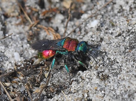 Hedychrum nobile/niemelai.